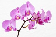 Отдушка Орхидея, 50мл
