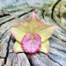 3D Форма силиконовая "Орхидея Ямайка"